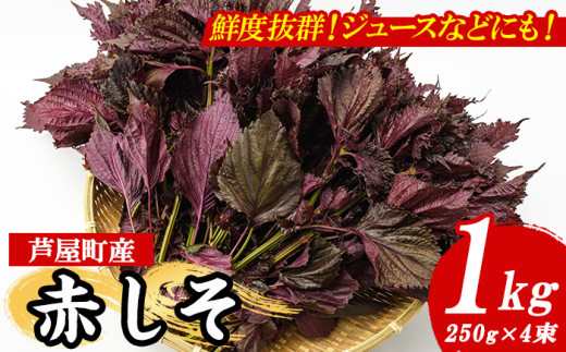 ＜先行予約受付中！2026年6月上旬より順次発送予定＞ 福岡県芦屋町特産 赤しそ (計1kg・250g×4束) 紫蘇 シソ あかしそ 赤しそ 芦屋町産 しそジュース 葉 手作り 手づくり 野菜 やさい 生鮮品 【朝ごはん本舗】as05-066