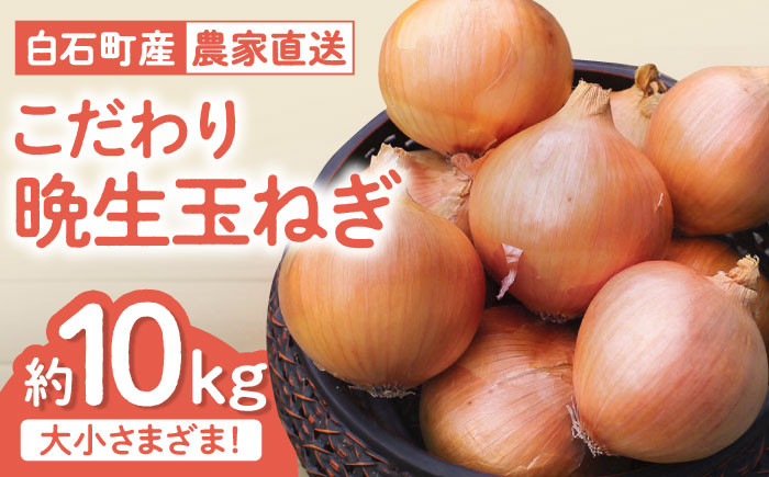 
                  【農家直送！】こだわり 晩生 玉ねぎ 約10kg【一ノ瀬農園】2026年産 玉葱 たまねぎ タマネギ オニオン 野菜 香味野菜 佐賀県 白石町 白石 しろめし町 [IBQ009]
                