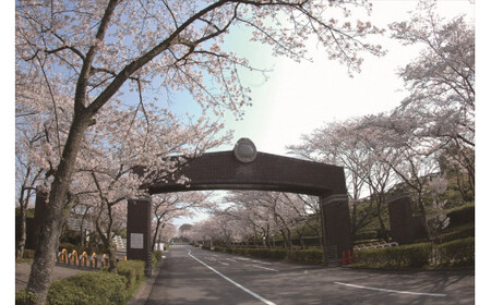 公営 飯盛霊園 合葬墓「虹の丘」使用権(合葬)【 大阪府 門真市 】