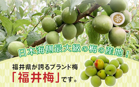 【先行予約】【福井特産】 福井梅（新平太夫）青梅 5kg（L～2L サイズ）【2025年6月以降順次発送】 梅 福井梅 生梅 青梅 完熟梅 梅干し 梅酒 梅干 梅シロップ 梅ジャム 梅ジュース 果物 