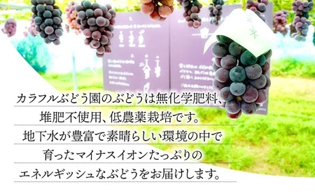【令和8年産先行予約】【限定生産】幻の種あり品種 ぶどうの詰合せ 約2kg 季節の旬の高級黒ぶどう・赤ぶどうセット　カラフルぶどう園