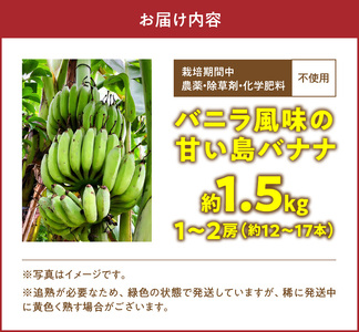 ■ 栽培期間中 農薬 ・ 除草剤 ・ 化学肥料不使用 ！ バニラ風味 の 甘い 島バナナ 1.5kg 【2026年4月上旬～2026年11月下旬お届け】 W043-006u 期間限定 果物 バナナ