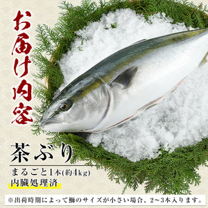 茶ぶり ラウンド（約4・・内臓処理済） ぶり 柵 刺身 ブリ 切り身 鰤 1本 鮮魚 下処理済み 鮮魚 1匹 刺身 ぶりしゃぶ ぶりかま 【ウスイ】usui-6120｜ ぶり ブリ 鰤 刺身 ぶり ブ