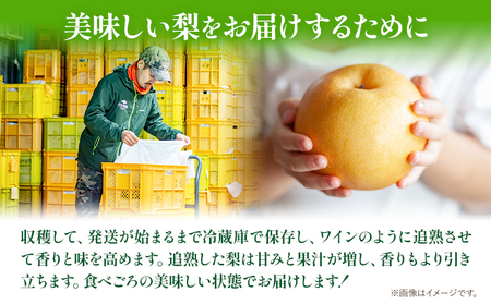 梨 なし 先行予約 あたご 梨 約800g x 2玉 計約1.6kg 化粧箱 石原果樹園 《2024年11月下旬-12月下旬頃より発送予定》岡山県 浅口市 フルーツ 果物 ギフト 贈り物 国産 岡山県