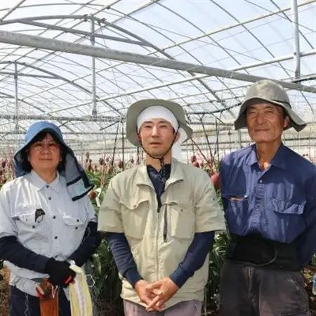 【2026年7月から順次発送・家庭用】今帰仁ゆがふ農園のアーウィンマンゴー1kg(2～3玉)【配送不可地域：離島】【1694707】