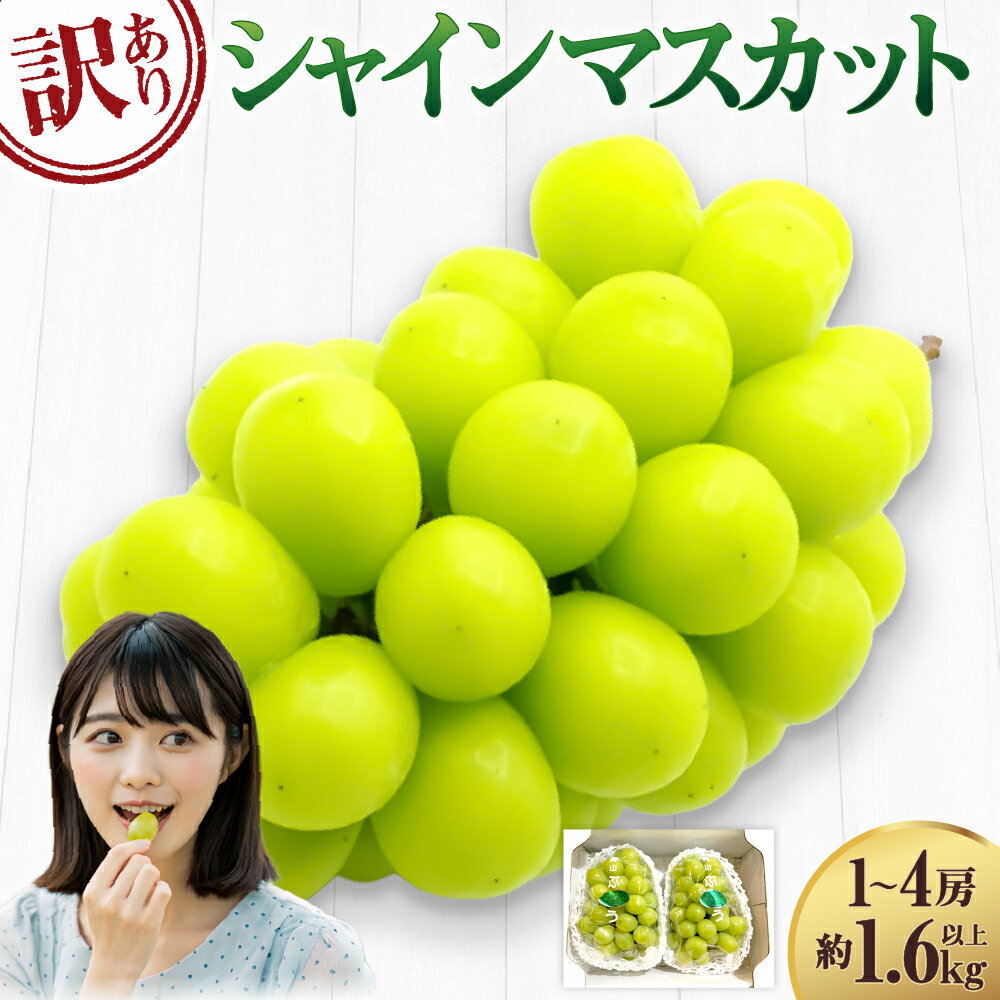【ふるさと納税】【訳あり】ご家庭用 シャインマスカット 1～4房（約1.6kg以上） 種なし ブドウ ぶどう 葡萄 くだもの 果物 果実 フルーツ 冷蔵 岡山県産 国産 岡山県 倉敷市 送料無料 【2026年9月上旬～10月下旬迄発送予定】 10000円 1万円