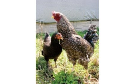 天城軍鶏一羽まるまるセット　037-002