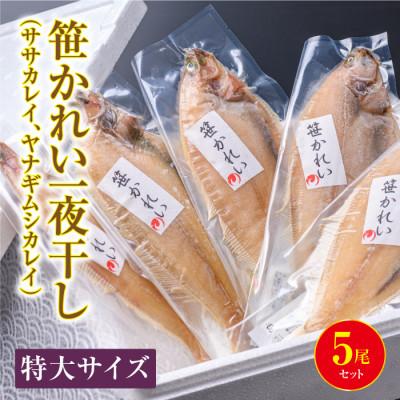 ふるさと納税 京丹後市 笹かれい一夜干し(ササカレイ、ヤナギムシカレイ)特大サイズ 5尾セット