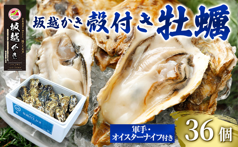 牡蠣 坂越かき 殻付き牡蠣 36個 軍手・オイスターナイフ付き[ 生牡蠣 かき カキ 殻付 生食 冬牡蠣 国産 ] 兵庫県 赤穂市