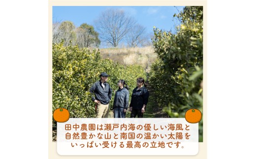【2027年2月上旬頃から順次発送】せとか 家庭用 約3kg みかん ミカン 柑橘 フルーツ くだもの 果物 青果 果実 人気 甘い ジューシー 産直 産地直送 田中農園