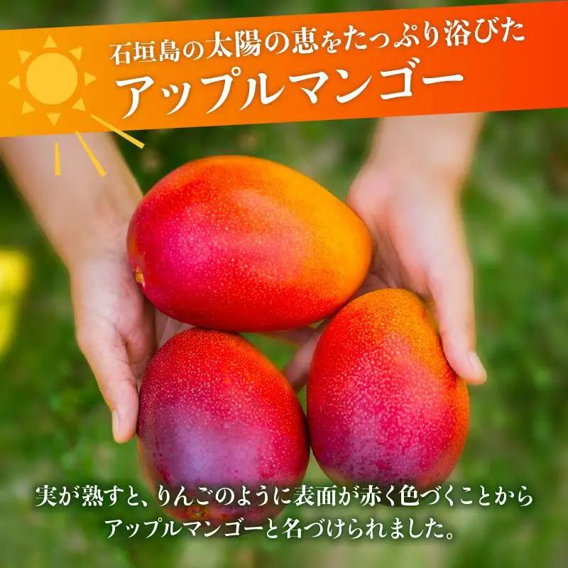 石垣島 マンゴー 約2kg