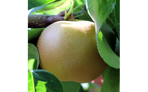 【長野県産】果汁たっぷりで甘～い梨（南水）約5kg 秀品 ＜2026年9月中旬から発送＞ 信州 南信州 高森町 産地直送 果物 くだもの なし ナシ 和梨 旬 旬の果物 旬の梨 なんすい 山下屋荘介