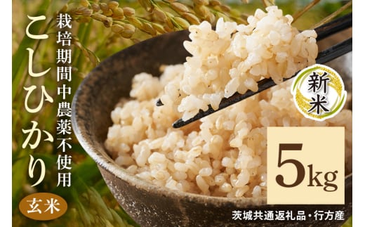 令和7年産新米 玄米 5kg 栽培期間中農薬不使用 こしひかり 茨城県産 米 お米 コメ ご飯 コシヒカリ 食味豊か 甘み 旨み 冷めても 美味しい お弁当 向け 食卓常備 産地直送 茨城県 潮来市 ＜茨城県共通返礼品・行方市産＞ (A03-012)