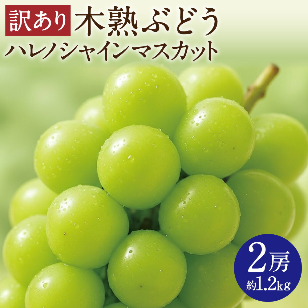 【ふるさと納税】訳あり 木熟ぶどう ハレノシャイン シャインマスカット 2房 約1.2kg【先行予約】 マスカット ぶどう ブドウ 葡萄 フルーツ くだもの 果物 果実 デザート 冷蔵 岡山県産 国産 岡山県 倉敷市 送料無料 【2026年10月上旬～11月上旬発送予定】