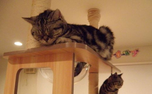 たくさんの可愛い猫ちゃんとゆっくり過ごす事が出来ます。