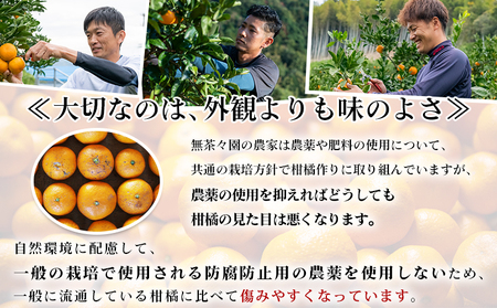 先行予約 ＜無茶々園の伊予柑 約3kg＞ 果物 いよかん イヨカン みかん ミカン 蜜柑 柑橘 フルーツ 選べる内容量 期間限定 季節限定 特産品 愛媛県 西予市【常温】『2027年1月中旬～2月中旬