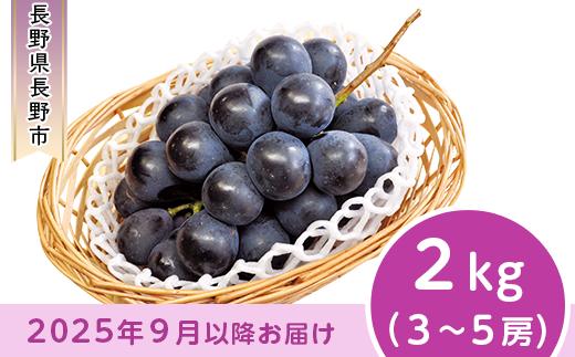 
            J0501 長野市産 ナガノパープル2kg【2025年9月以降出荷分】果物 くだもの フルーツ デザート 種無し 大粒 旬 長野県 長野市
          