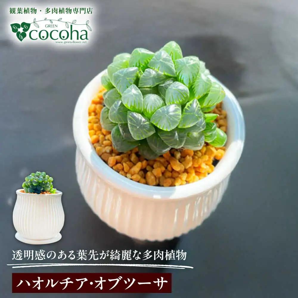 キラキラ輝く砂漠の宝石 『ハオルチア・オブツーサ』 糸島市 / cocoha&nbsp;観葉植物 グリーン 緑 インテリア[AWB043]
