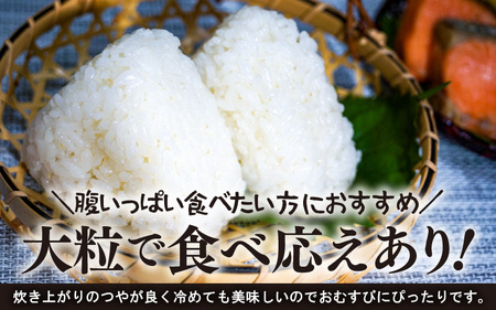 【先行予約】【令和7年産】定期便 ≪3ヶ月連続お届け≫ 化学肥料不使用 特別栽培米 虹のきらめき 精米 5kg × 3回（合計15kg） / 白米 米 福井県あわら市産 美味しい 特別栽培米 減農薬 