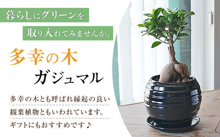 観葉植物 ガジュマル 多幸の木 ボール形 陶器 鉢 （黒）/がじゅまる ガジュマル 陶器鉢 観葉 植物 インテリア おしゃれ プレゼント/大村市/琴花園[ACYK035]
