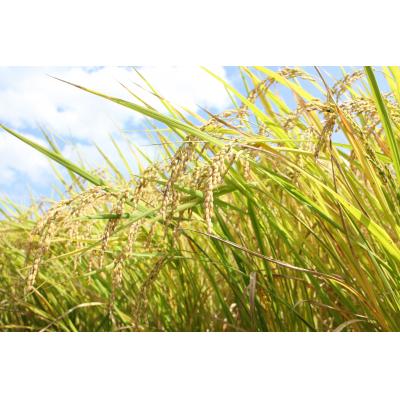 ふるさと納税 越知町 「おち米」定期便　(3kg × 6回)　産直　白米 |  | 01