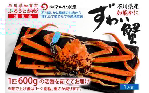 【11月10日～12月15日発送】【先行予約】【冷蔵発送】石川県産 加能かに ズワイガニ ( 産地証明タグ付 ) 茹で上げ前重量 約600g 1匹 中サイズ F6P-2747 クラウドファンディング 実施中 GCF