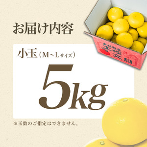 【日本ギフト大賞2024受賞】先行予約 園主こだわりの土佐文旦5キロ 小玉（L - Mサイズ） 2026年1月下旬より順次発送 ぶんたん ブンタン 柑橘 みかん フルーツ 果物 お取り寄せ 土佐 高知