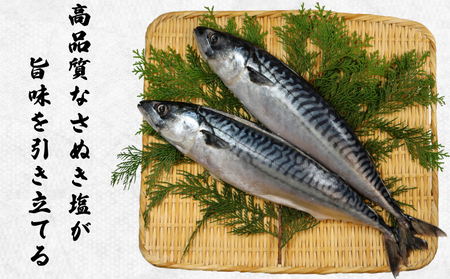 【 スピード配送 】 一汐鯖 8kg 鯖