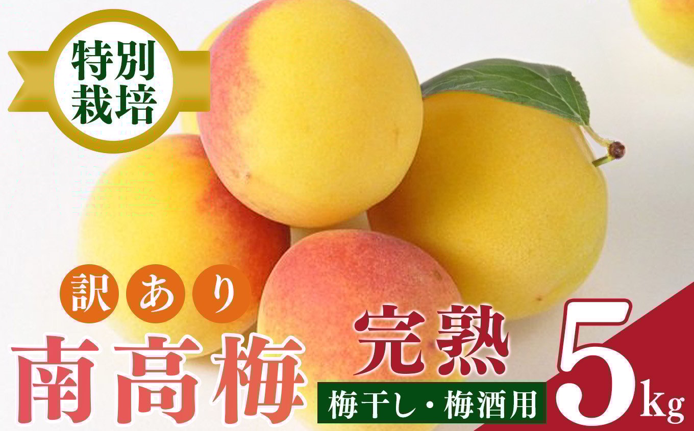 
            【堀内果実園】【訳あり】特別栽培・大切に育てた完熟南高梅（5kg） | 果実 かじつ カジツ 梅 うめ ウメ 南高梅 奈良県 五條市
          