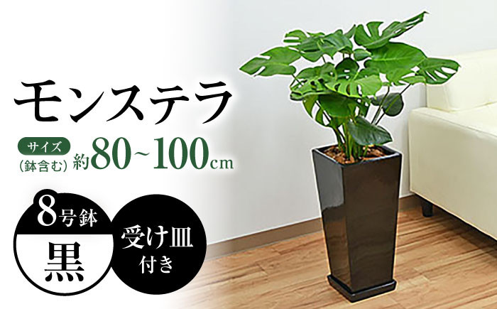 
            観葉植物 モンステラ 8号  陶器鉢植え 黒（80～100cm前後）/ 室内観葉植物 インテリア ロングスクエア 大型 おしゃれ 鉢植え / 大村市 /琴花園 [ACYK034]
          