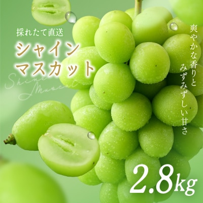 シャインマスカット 約2.8kg (4房)【2026年発送】茨城県産フルーツ 人気のぶどう【配送不可地域：離島・沖縄県】