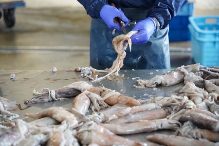 肉厚するめ 8枚入り せたな町 ふるさと納税