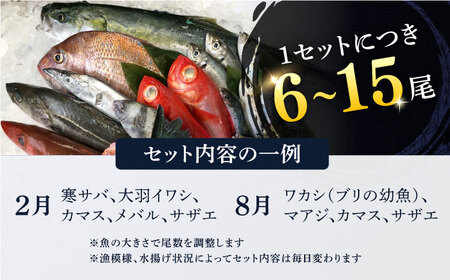 定期便 6ヶ月 魚 旬のおまかせ 鮮魚 セット 3～4人前(2～3魚種) 厳選 とれたて 海鮮 魚介類 お魚 長井水産 季節 詰め合わせ 海鮮セット おまかせ 人気 お取り寄せ 新鮮 旬 産地直送