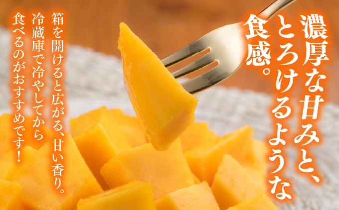 ＜先行予約＞宮平農園のマンゴー1.5kg【アーウィン・贈答用】 I  マンゴー まんごー フルーツ ギフト 1.5kg 宮平農園 アーウィン 先行予約 数量限定   沖縄県 南城市 ふるさと納税 合同