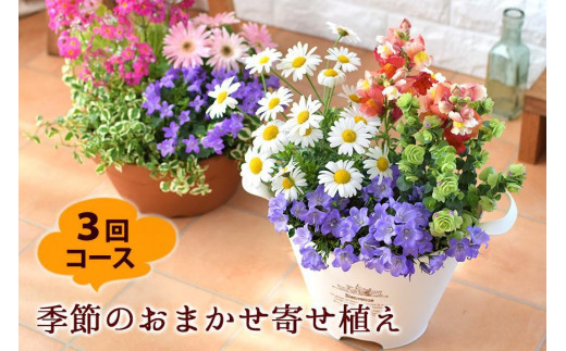 
                  【定期便全3回】季節のお花 寄せ植え 3回コース
                