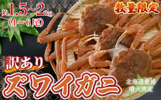 【訳あり】 北海道 豊浦 噴火湾 ズワイガニ 約1.5～2kg（4～6尾） 数量限定 【 ふるさと納税 人気 おすすめ ランキング 魚介類 カニ かに 蟹 ズワイガニ ずわいがに 訳あり 大容量 おいしい 美味しい 新鮮 北海道 豊浦町 送料無料 】 TYUR041