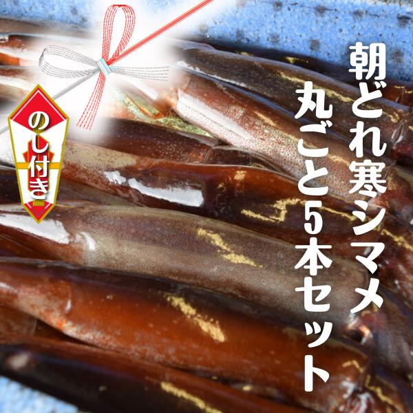 【ふるさと納税】【のし付き スルメイカ丸ごと】朝どれ寒シマメ 丸ごと5杯セット いか イカ スルメイカ お歳暮