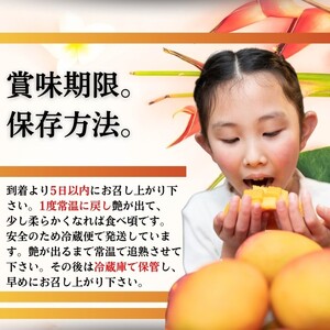 【先行予約】【石垣島産アップルマンゴー】完熟マンゴー 内容量2kg (3～6個入り)化粧箱入り《2025年6月末〜7月下旬発送》【 産地直送 沖縄 石垣 フルーツ マンゴー アップルマンゴー 完熟マン