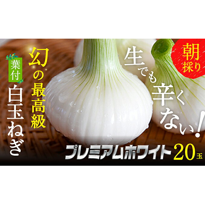 【ふるさと納税】浜松篠原産【葉付新白玉ねぎ】プレミアムホワイト20玉【A級品L玉】 野菜 たまねぎ タマネギ 　お届け：2026年1月中旬～2026年1月下旬