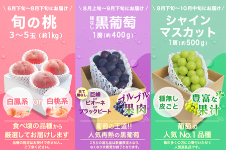 【2026年発送 先行予約】3回定期便 旬のフルーツ定期便（桃1㎏・種無し黒葡萄1房・シャインマスカット1房）180-023-26y