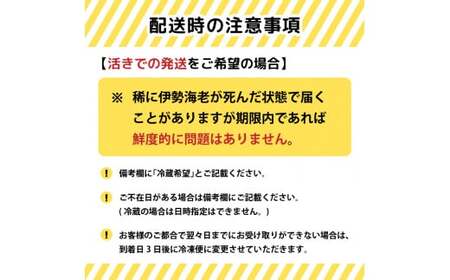 伊勢海老 700g～900g イセエビ 活き伊勢海老 お正月 お祝い おせち 刺身 エビフライ 須崎市 高知県