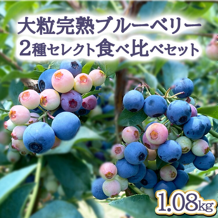 【ふるさと納税】【先行予約30セット限定】大粒完熟ブルーベリー2種セレクト食べ比べセット ※2026年7月～8月中旬頃に順次発送予定 ※離島への配送不可
