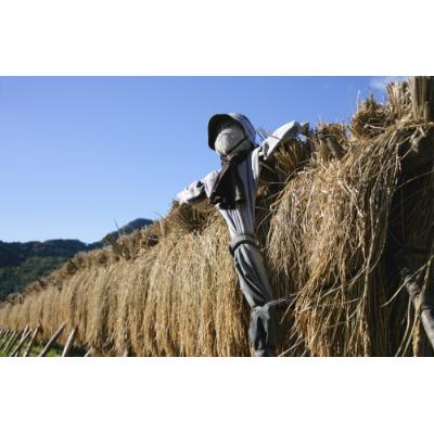 ふるさと納税 田村市 【無洗米】田村産天のつぶ10kg 【令和6年産】 |  | 02