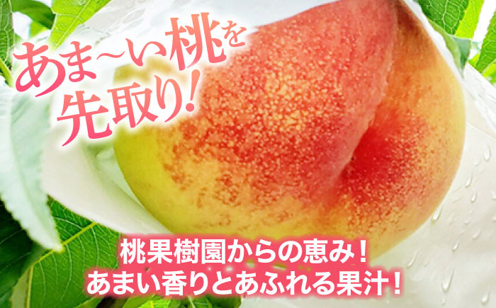 桃（あかつき・なつおとめ）9玉〜13玉