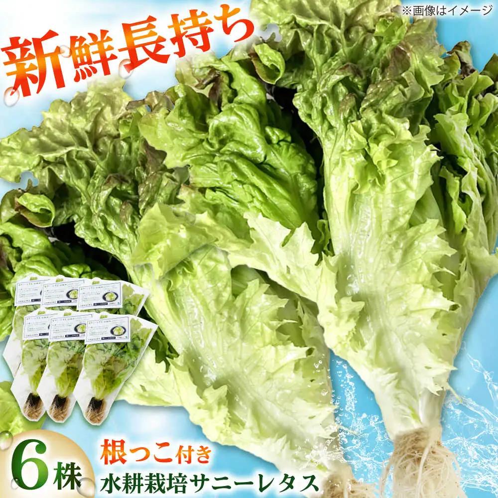 水耕栽培野菜 サニーレタス 6株[BGBT001]
