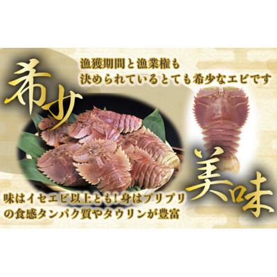 ふるさと納税 東洋町 活き〆ウチワエビ1000gセット(6〜10尾)天然高知県産/刺身OK!「誰でも簡単調理説明書」付き |  | 01
