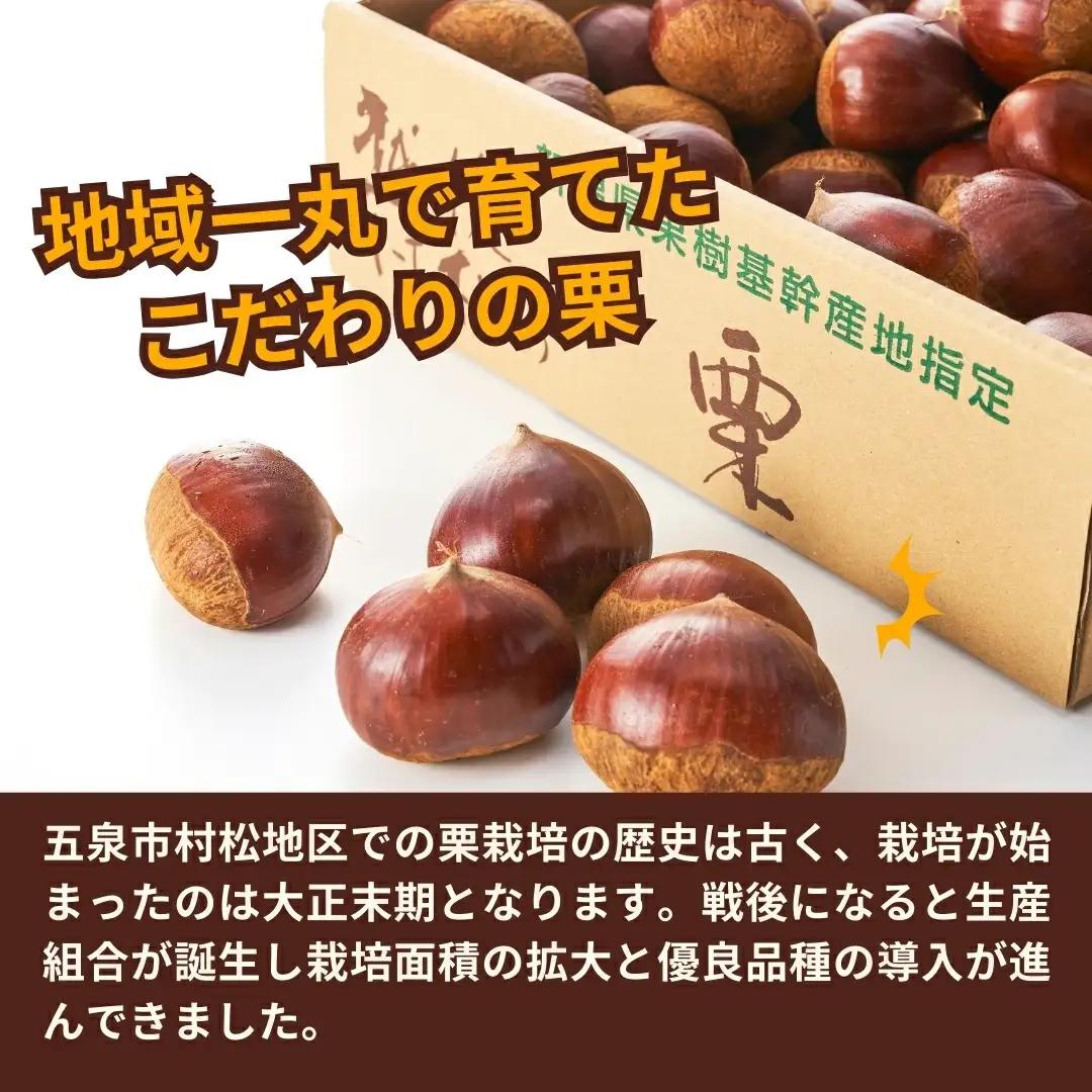 【先行予約】くり 越後村松の栗 2Lサイズ 2kg 大粒【2026年10月下旬発送】 | 新潟県 五泉市 栗 クリ マロン 果物