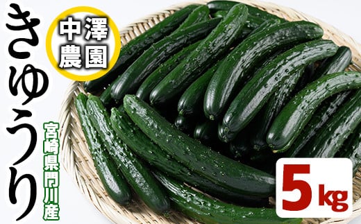 宮崎県産きゅうり(5kg)野菜 やさい 旬 新鮮 サラダ キュウリ 胡瓜 冷蔵 宮崎県産【NS-1】【中澤農園】