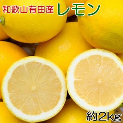 ふるさと納税 有田川町 【安心果実】和歌山有田産国産レモン約2kg(サイズ混合)