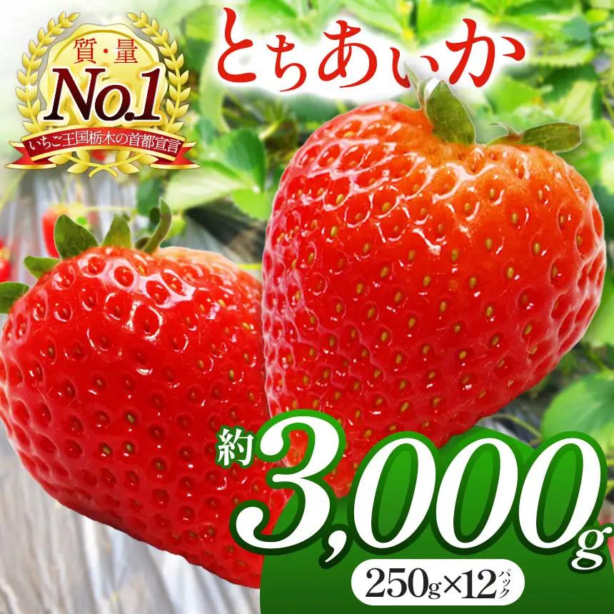 【2026年 先行予約受付中】朝採れのいちご とちあいか 3000g